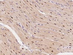 Invitrogen ECD Polyclonal Antibody 100 &mu;L; Unconjugated:Antibodies,