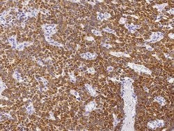 Invitrogen SENP8 Polyclonal Antibody 100 &mu;L; Unconjugated:Antibodies,