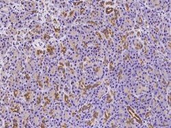 Invitrogen SENP8 Polyclonal Antibody 100 &mu;L; Unconjugated:Antibodies,