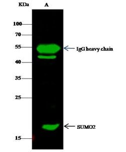 Invitrogen SUMO2 Polyclonal Antibody 100 &mu;L; Unconjugated:Antibodies,