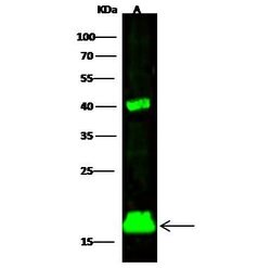 Invitrogen SUMO2 Polyclonal Antibody 100 &mu;L; Unconjugated:Antibodies,