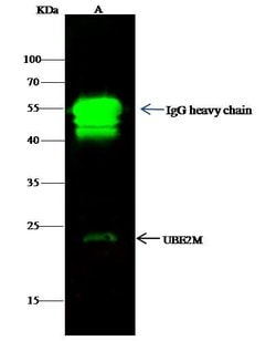 Invitrogen UBE2M Polyclonal Antibody 100 &mu;L; Unconjugated:Antibodies,