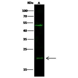 Invitrogen UBE2M Polyclonal Antibody 100 &mu;L; Unconjugated:Antibodies,