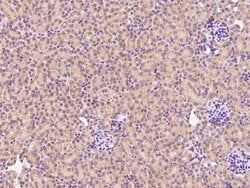 Invitrogen CHCHD4 Polyclonal Antibody 100 &mu;L; Unconjugated:Antibodies,