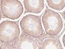 Invitrogen CHCHD4 Polyclonal Antibody 100 &mu;L; Unconjugated:Antibodies,