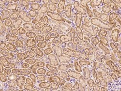 Invitrogen CHCHD4 Polyclonal Antibody 100 &mu;L; Unconjugated:Antibodies,