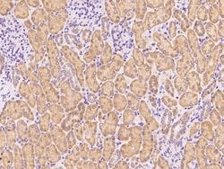 Invitrogen CHCHD4 Polyclonal Antibody 100 &mu;L; Unconjugated:Antibodies,