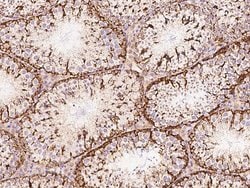 Invitrogen CHCHD4 Polyclonal Antibody 100 &mu;L; Unconjugated:Antibodies,