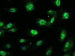 Invitrogen JunB Polyclonal Antibody 100 &mu;L; Unconjugated:Antibodies,