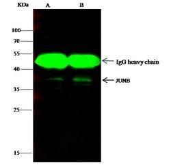 Invitrogen JunB Polyclonal Antibody 100 &mu;L; Unconjugated:Antibodies,