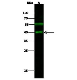 Invitrogen JunB Polyclonal Antibody 100 &mu;L; Unconjugated:Antibodies,