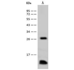 Invitrogen Profilin 1 Polyclonal Antibody 100 &mu;L; Unconjugated:Antibodies,