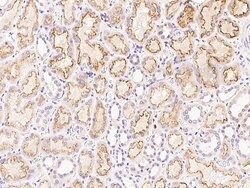 Invitrogen FNDC5 Polyclonal Antibody 100 &mu;L; Unconjugated:Antibodies,
