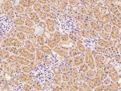 Invitrogen FNDC5 Polyclonal Antibody 100 &mu;L; Unconjugated:Antibodies,