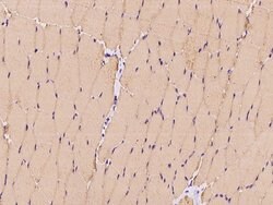 Invitrogen c-Raf Polyclonal Antibody 100 &mu;L; Unconjugated:Antibodies,