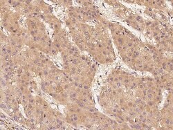Invitrogen c-Raf Polyclonal Antibody 100 &mu;L; Unconjugated:Antibodies,