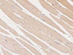 Invitrogen c-Raf Polyclonal Antibody 100 &mu;L; Unconjugated:Antibodies,