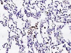 Invitrogen CD16/CD32 Polyclonal Antibody 100 &mu;L; Unconjugated:Antibodies,