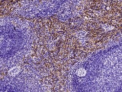 Invitrogen CD16/CD32 Polyclonal Antibody 100 &mu;L; Unconjugated:Antibodies,