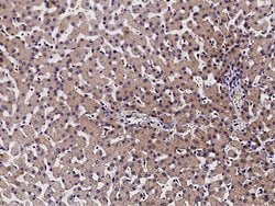 Invitrogen CD264 (TRAIL-R4) Polyclonal Antibody 100 &mu;L; Unconjugated:Antibodies,