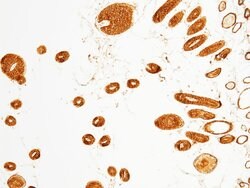 Invitrogen CD166 Polyclonal Antibody 100 &mu;L; Unconjugated:Antibodies,