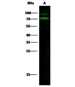 Invitrogen CD166 Polyclonal Antibody 100 &mu;L; Unconjugated:Antibodies,