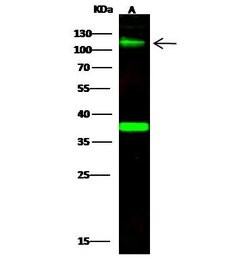 Invitrogen B7-H3 Polyclonal Antibody 100 &mu;L; Unconjugated:Antibodies,