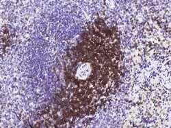 Invitrogen CD6 Polyclonal Antibody 100 &mu;L; Unconjugated:Antibodies,