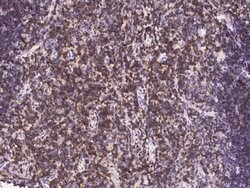 Invitrogen CD6 Polyclonal Antibody 100 &mu;L; Unconjugated:Antibodies,