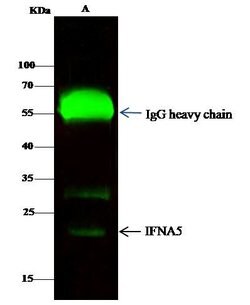 Invitrogen IFNA5 Polyclonal Antibody 100 &mu;L; Unconjugated:Antibodies,