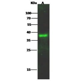 Invitrogen LAIR1 Polyclonal Antibody 100 &mu;L; Unconjugated:Antibodies,