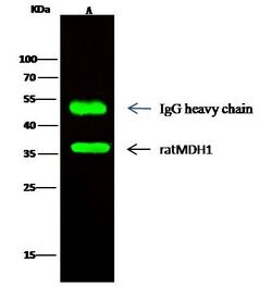 Invitrogen MDH1 Polyclonal Antibody 100 &mu;L; Unconjugated:Antibodies,