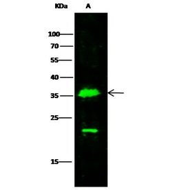 Invitrogen MDH1 Polyclonal Antibody 100 &mu;L; Unconjugated:Antibodies,