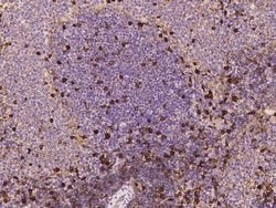 Invitrogen CD73 Polyclonal Antibody 100 &mu;L | Buy Online | Invitrogen&trade; | Fisher Scientific