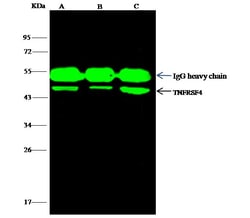 Invitrogen OX40 Polyclonal Antibody 100 &mu;L; Unconjugated:Antibodies,