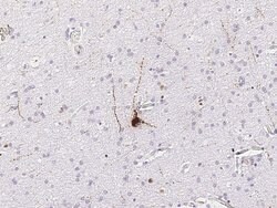 Invitrogen NPY Polyclonal Antibody 100 &mu;L; Unconjugated:Antibodies,