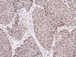 Invitrogen NPY Polyclonal Antibody 100 &mu;L; Unconjugated:Antibodies,