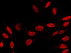 Invitrogen PCNA Polyclonal Antibody 100 &mu;L; Unconjugated:Antibodies,