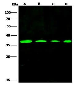 Invitrogen PCNA Polyclonal Antibody 100 &mu;L; Unconjugated:Antibodies,