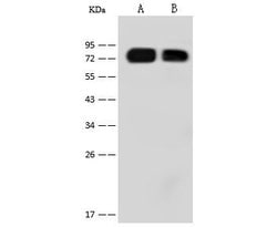 Invitrogen&trade;&nbsp;Influenza A H1N1 HA (A/California/04/2009) Polyclonal Antibody