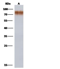 Invitrogen Influenza A H1N1 HA (A/Brevig Mission/1/1918) Polyclonal Antibody