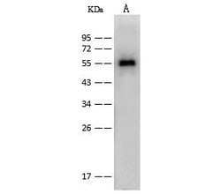 Invitrogen&trade;&nbsp;Influenza A NP Polyclonal Antibody