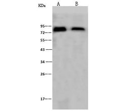 Invitrogen Influenza A H1N1 HA (A/Puerto Rico/8/34) Polyclonal Antibody
