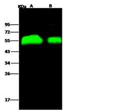Invitrogen Influenza H4N6 HA1 (A/Swine/Ontario/01911-1/99) Polyclonal Antibody