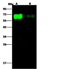 Invitrogen Influenza A H3N2 HA1 (A/Aichi/2/1968) Polyclonal Antibody 100
