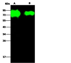 Invitrogen Influenza H3N2 HA1 (A/reassortant/IVR-155(Victoria/210/2009