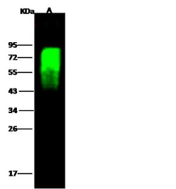 Invitrogen Influenza H5N1 HA1 (A/chicken/VietNam/NCVD-016/2008) Polyclonal