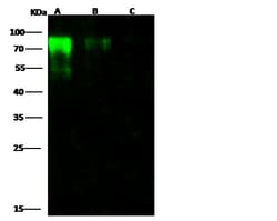Invitrogen Influenza B HA1 (B/Massachusetts/03/2010) Polyclonal Antibody