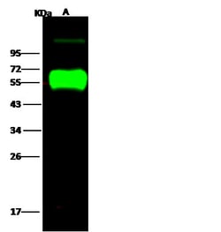 Invitrogen Influenza H14N5 HA1 (A/mallard/Astrakhan/263/1982) Polyclonal