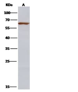 Invitrogen Influenza A H3N2 NP (A/Aichi/2/1968) Polyclonal Antibody 100